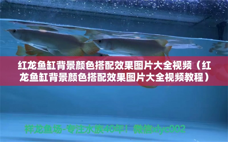 红龙鱼缸背景颜色搭配效果图片大全视频（红龙鱼缸背景颜色搭配效果图片大全视频教程）