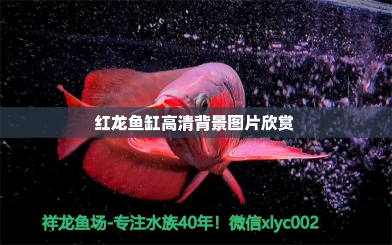 红龙鱼缸高清背景图片欣赏 