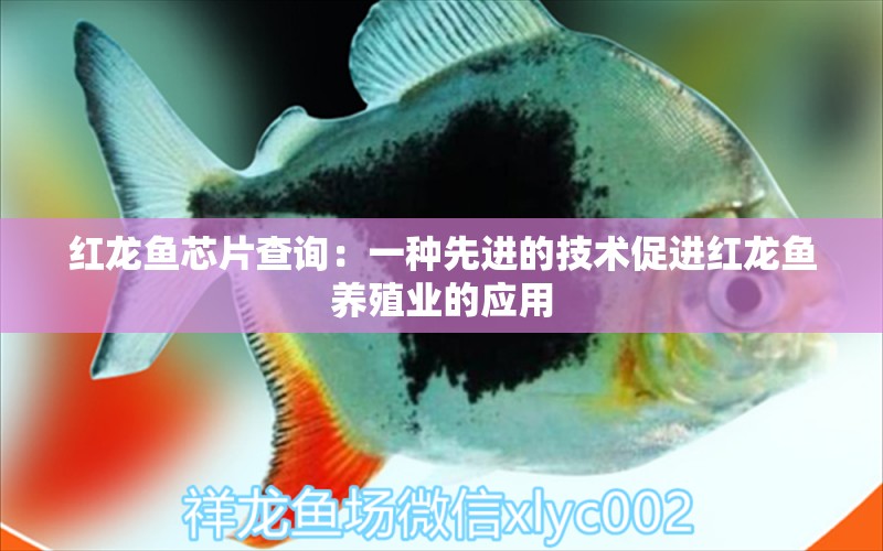 红龙鱼芯片查询：一种先进的技术促进红龙鱼养殖业的应用
