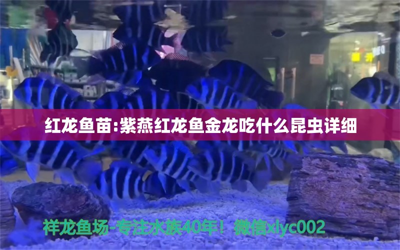 红龙鱼苗:紫燕红龙鱼金龙吃什么昆虫详细 龙鱼百科