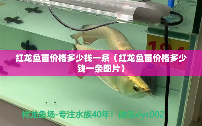 红龙鱼苗价格多少钱一条（红龙鱼苗价格多少钱一条图片） 网上购买观赏鱼