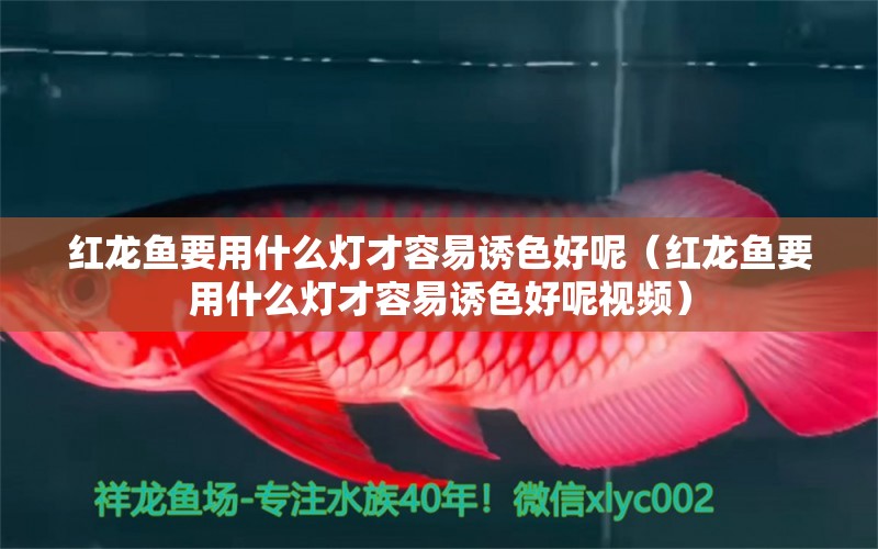 红龙鱼要用什么灯才容易诱色好呢（红龙鱼要用什么灯才容易诱色好呢视频） 印尼红龙鱼