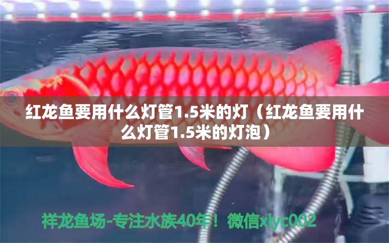 红龙鱼要用什么灯管1.5米的灯（红龙鱼要用什么灯管1.5米的灯泡）