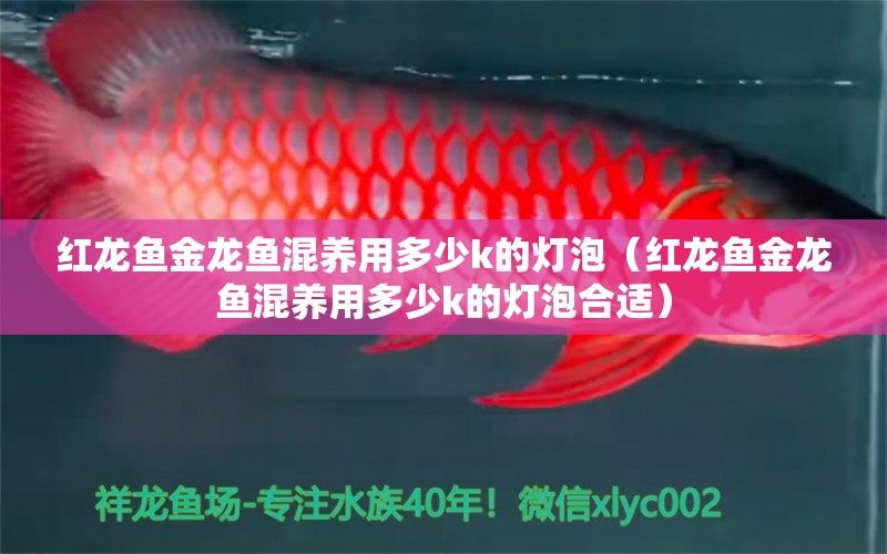 红龙鱼金龙鱼混养用多少k的灯泡（红龙鱼金龙鱼混养用多少k的灯泡合适）