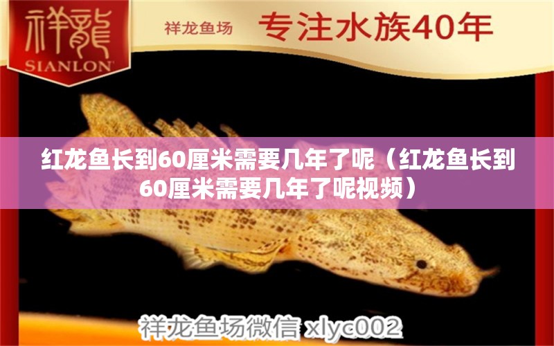 红龙鱼长到60厘米需要几年了呢（红龙鱼长到60厘米需要几年了呢视频） 祥龙鱼场