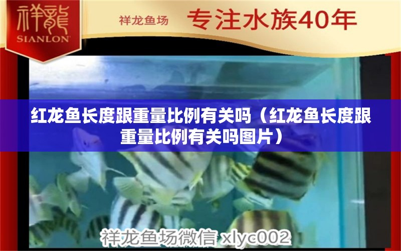 红龙鱼长度跟重量比例有关吗（红龙鱼长度跟重量比例有关吗图片） 广州水族批发市场
