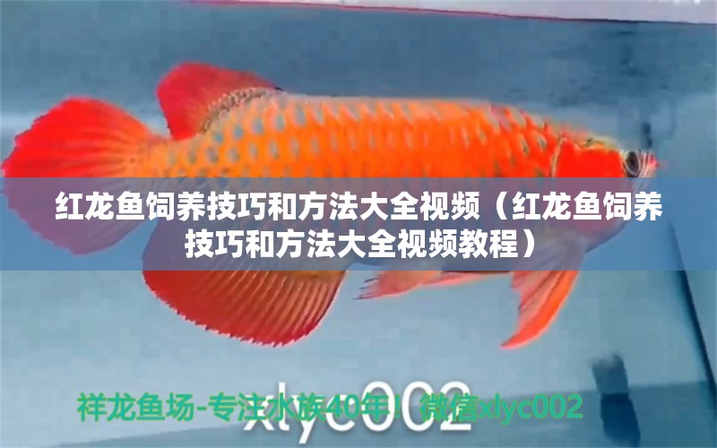 红龙鱼饲养技巧和方法大全视频（红龙鱼饲养技巧和方法大全视频教程） 龙鱼百科
