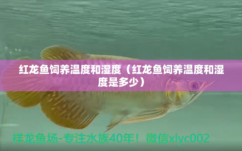 红龙鱼饲养温度和湿度（红龙鱼饲养温度和湿度是多少）
