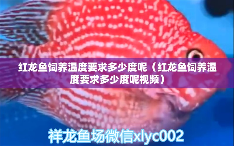 红龙鱼饲养温度要求多少度呢（红龙鱼饲养温度要求多少度呢视频） 龙鱼百科