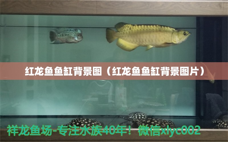 红龙鱼鱼缸背景图（红龙鱼鱼缸背景图片）
