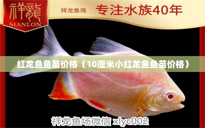 红龙鱼鱼苗价格（10厘米小红龙鱼鱼苗价格）