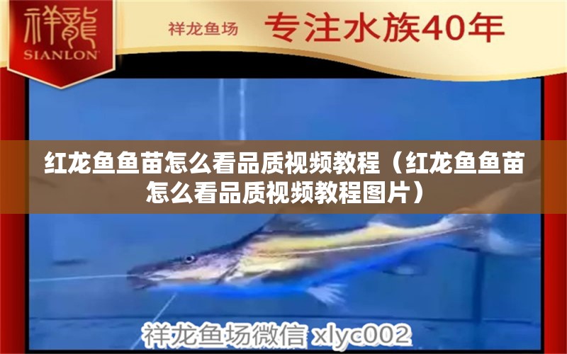红龙鱼鱼苗怎么看品质视频教程（红龙鱼鱼苗怎么看品质视频教程图片） 印尼红龙鱼