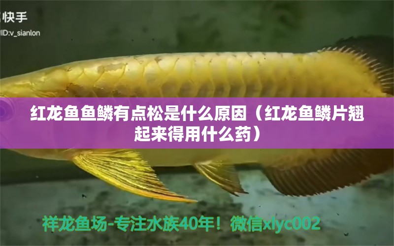 红龙鱼鱼鳞有点松是什么原因（红龙鱼鳞片翘起来得用什么药） 七彩神仙鱼