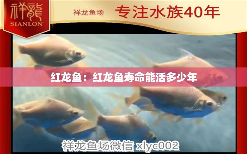 红龙鱼：红龙鱼寿命能活多少年 观赏鱼