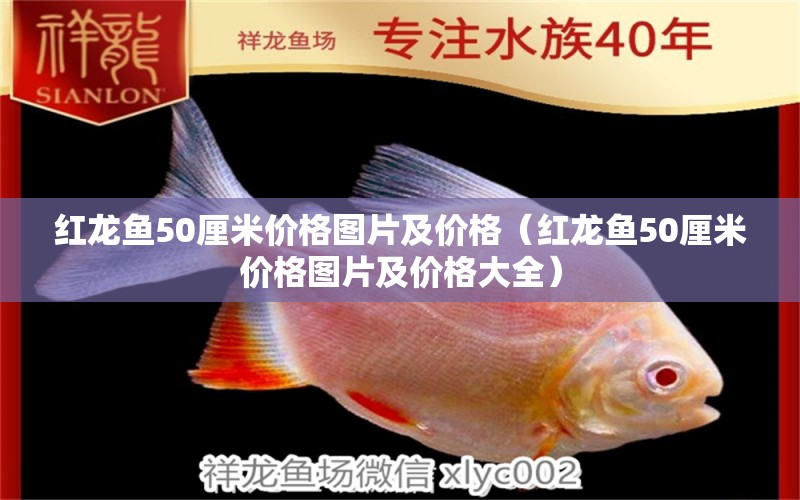 红龙鱼50厘米价格图片及价格（红龙鱼50厘米价格图片及价格大全）