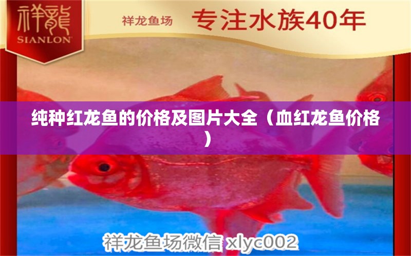 纯种红龙鱼的价格及图片大全（血红龙鱼价格）