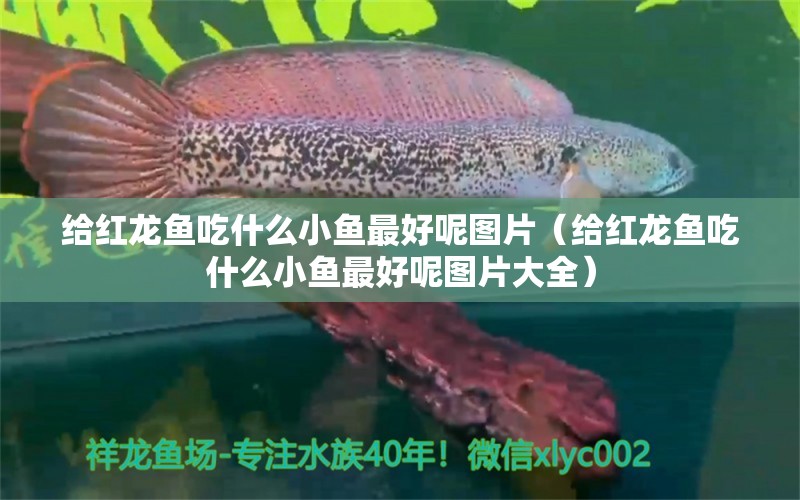 给红龙鱼吃什么小鱼最好呢图片（给红龙鱼吃什么小鱼最好呢图片大全） 龙鱼百科