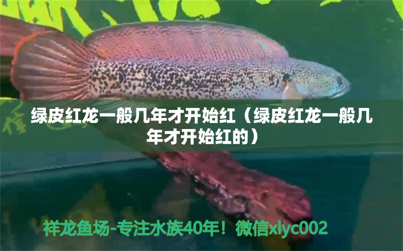 绿皮红龙一般几年才开始红（绿皮红龙一般几年才开始红的） 红龙鱼鱼粮饲料