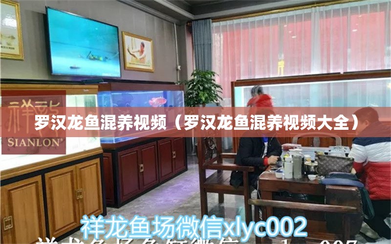 罗汉龙鱼混养视频（罗汉龙鱼混养视频大全） 广州龙鱼批发市场