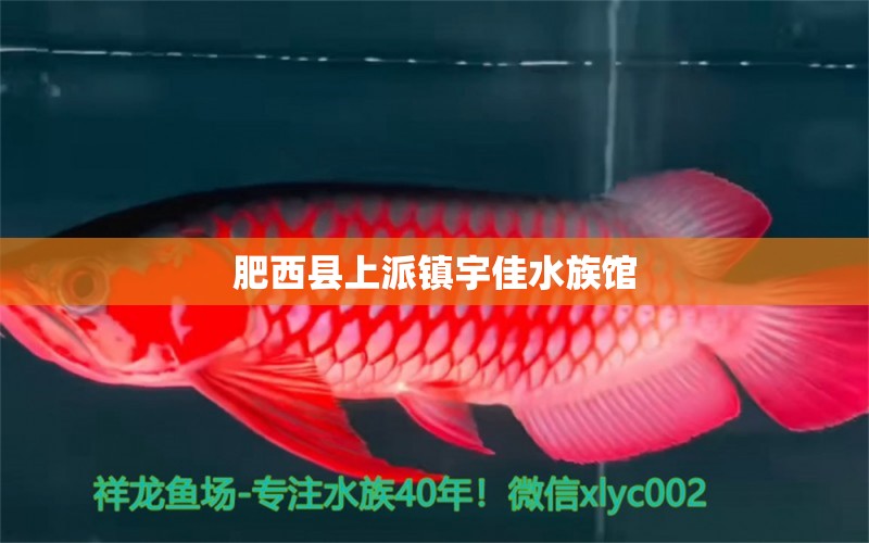 肥西县上派镇宇佳水族馆 全国水族馆企业名录