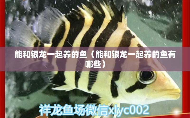 能和银龙一起养的鱼（能和银龙一起养的鱼有哪些） 广州龙鱼批发市场