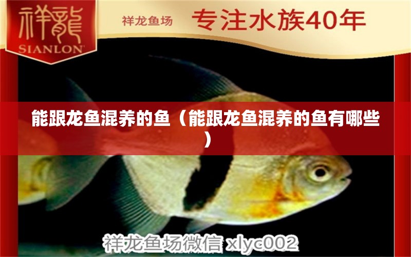 能跟龙鱼混养的鱼（能跟龙鱼混养的鱼有哪些） 广州龙鱼批发市场