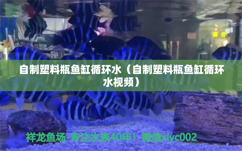 自制塑料瓶鱼缸循环水（自制塑料瓶鱼缸循环水视频）