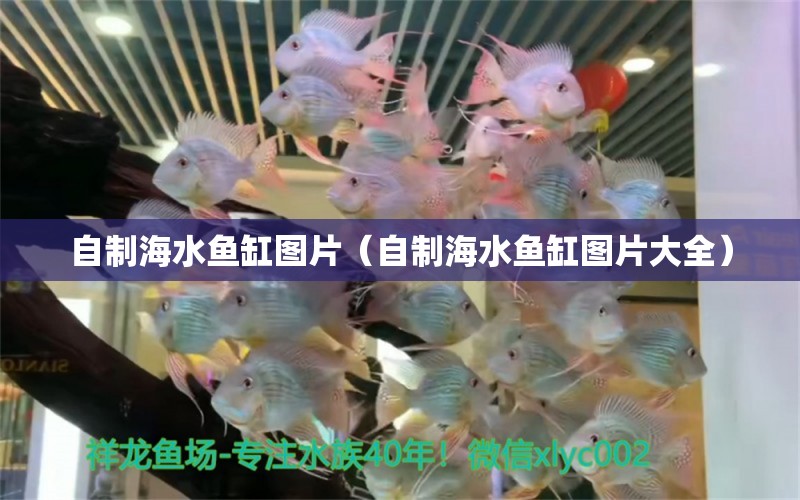 自制海水鱼缸图片（自制海水鱼缸图片大全）