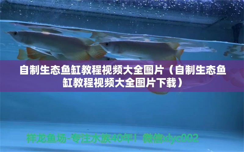 自制生态鱼缸教程视频大全图片（自制生态鱼缸教程视频大全图片下载）