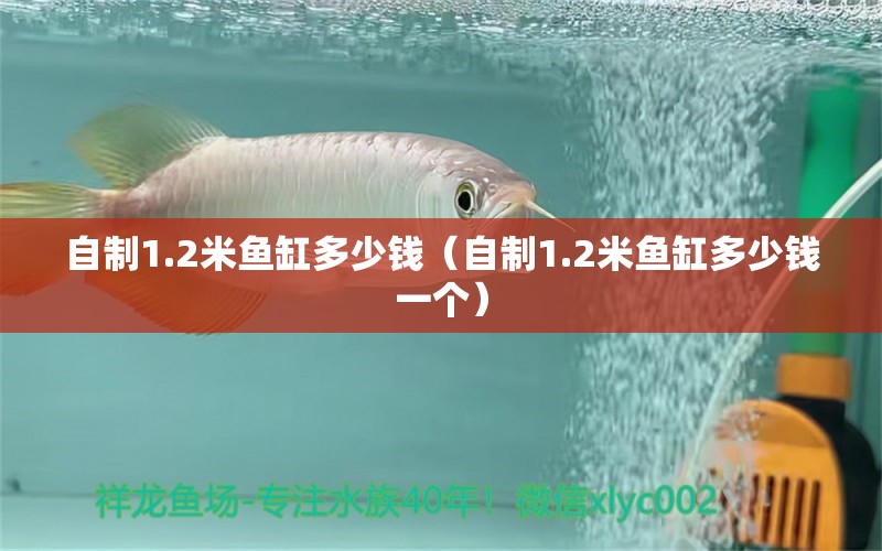 自制1.2米鱼缸多少钱（自制1.2米鱼缸多少钱一个） 祥龙鱼场