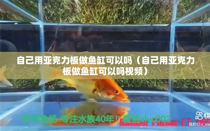自己用亚克力板做鱼缸可以吗（自己用亚克力板做鱼缸可以吗视频）