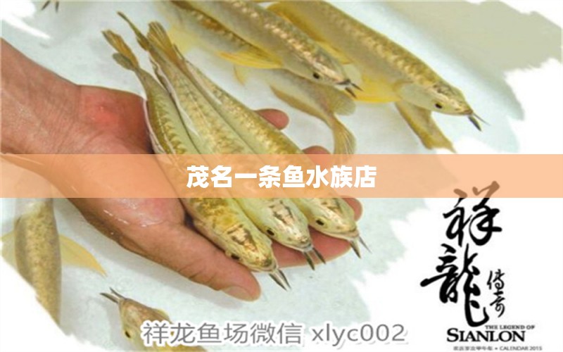 茂名一条鱼水族店 全国水族馆企业名录
