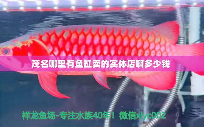 茂名哪里有鱼缸卖的实体店啊多少钱  广州祥龙国际水族贸易
