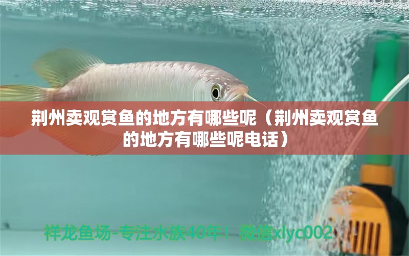 荆州卖观赏鱼的地方有哪些呢（荆州卖观赏鱼的地方有哪些呢电话） 祥龙水族医院