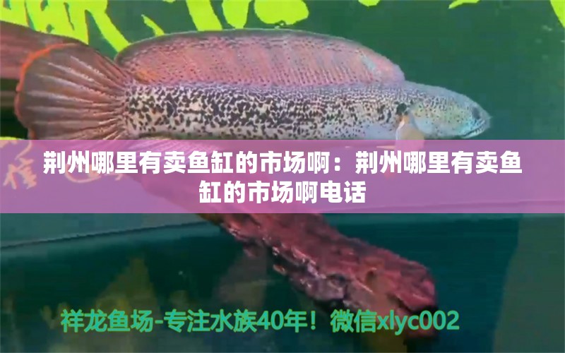 荆州哪里有卖鱼缸的市场啊：荆州哪里有卖鱼缸的市场啊电话 观赏鱼市场（混养鱼）