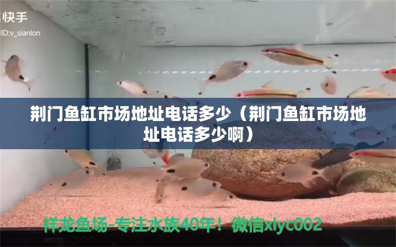荆门鱼缸市场地址电话多少（荆门鱼缸市场地址电话多少啊） 广州龙鱼批发市场