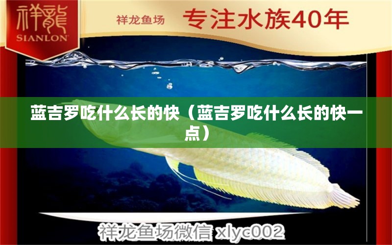蓝吉罗吃什么长的快（蓝吉罗吃什么长的快一点） 广州龙鱼批发市场
