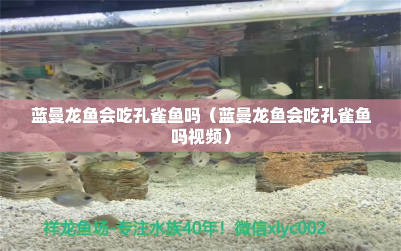 蓝曼龙鱼会吃孔雀鱼吗（蓝曼龙鱼会吃孔雀鱼吗视频） 祥龙水族医院