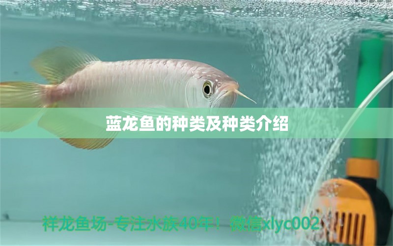 蓝龙鱼的种类及种类介绍
