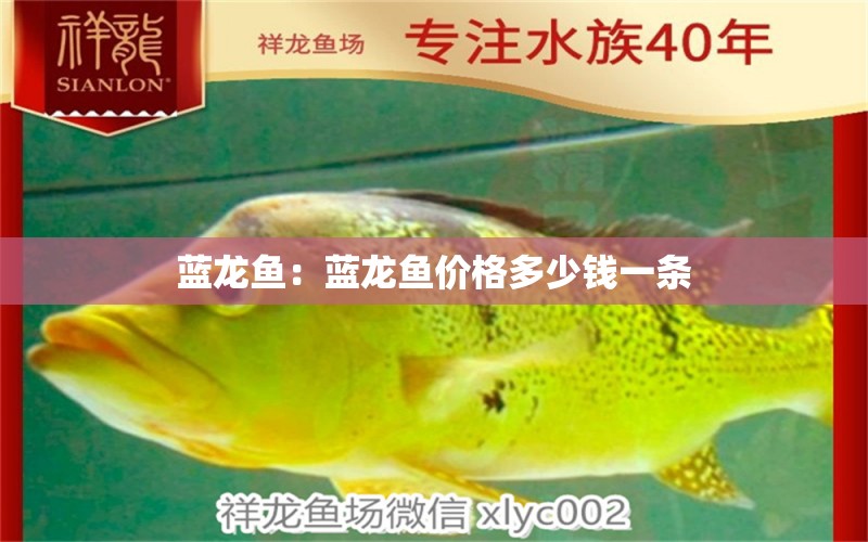 蓝龙鱼：蓝龙鱼价格多少钱一条 观赏鱼