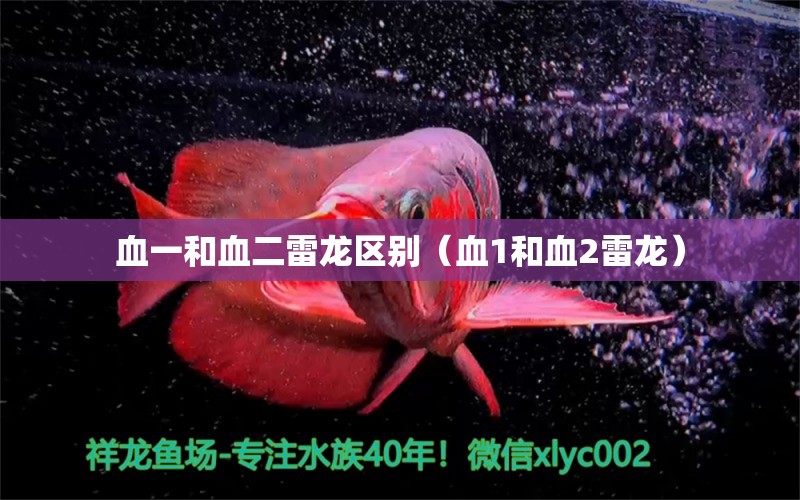 血一和血二雷龙区别（血1和血2雷龙） 广州龙鱼批发市场