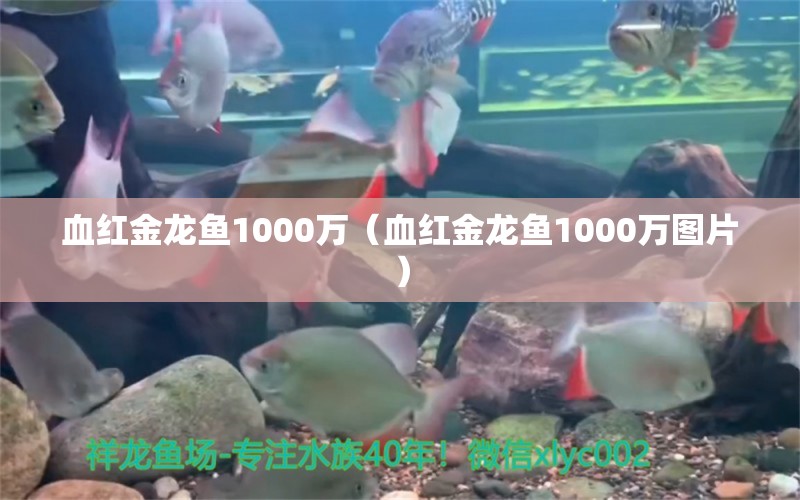 血红金龙鱼1000万（血红金龙鱼1000万图片）