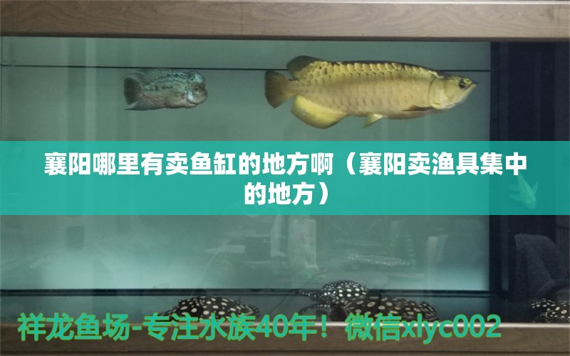 襄阳哪里有卖鱼缸的地方啊（襄阳卖渔具集中的地方） 黑帝王魟鱼
