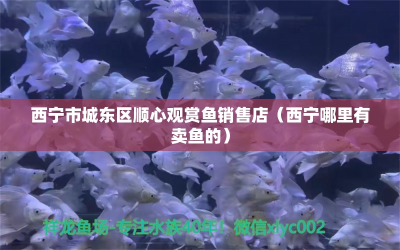 西宁市城东区顺心观赏鱼销售店（西宁哪里有卖鱼的） 全国水族馆企业名录