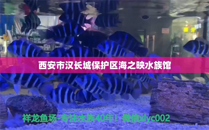 西安市汉长城保护区海之映水族馆 全国水族馆企业名录