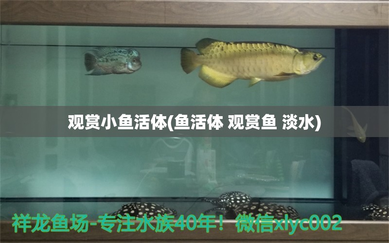 观赏小鱼活体(鱼活体 观赏鱼 淡水) 广州水族器材滤材批发市场