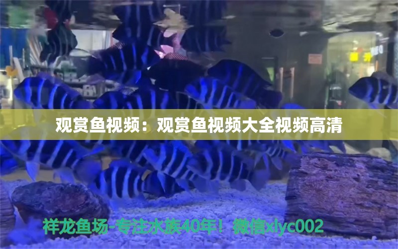 观赏鱼视频：观赏鱼视频大全视频高清 元宝鲫