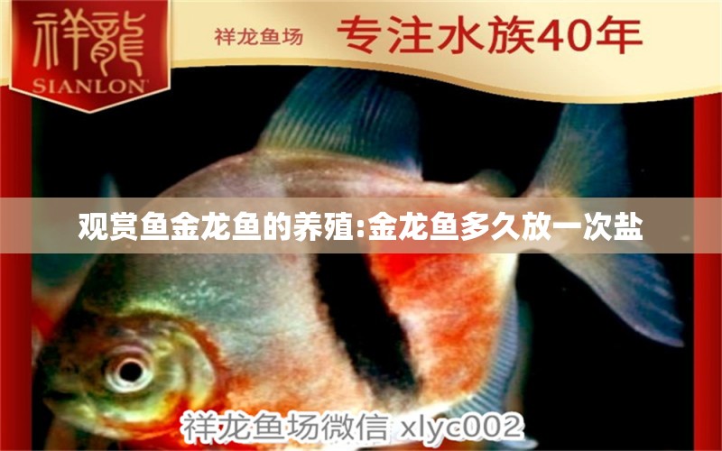 观赏鱼金龙鱼的养殖:金龙鱼多久放一次盐