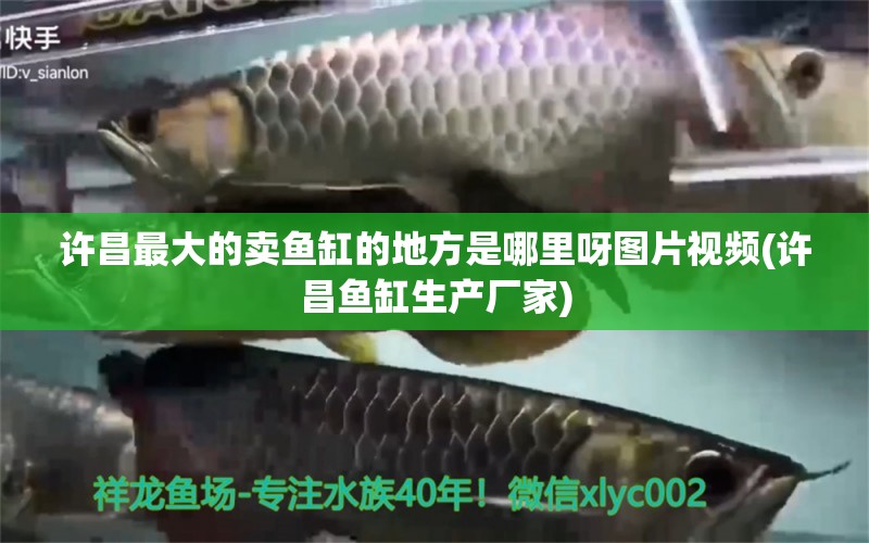 许昌最大的卖鱼缸的地方是哪里呀图片视频(许昌鱼缸生产厂家)
