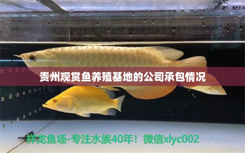 贵州观赏鱼养殖基地的公司承包情况